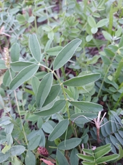 Vicia sativa