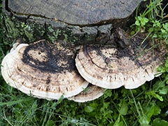 Trametes warnieri
