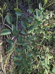 Amelanchier spicata