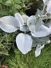 Verbascum pulverulentum