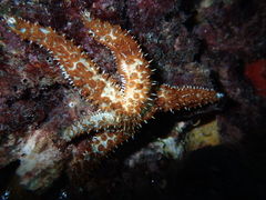 Coscinasterias tenuispina