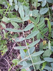 Vicia sativa