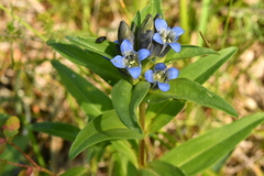 Gentiana cruciata
