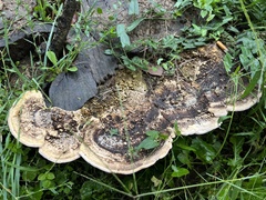 Trametes warnieri