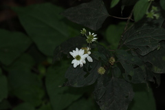 Montanoa
