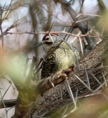 Campethera bennettii
