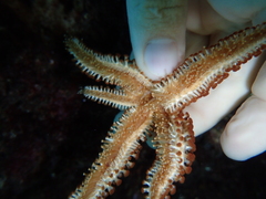Coscinasterias tenuispina