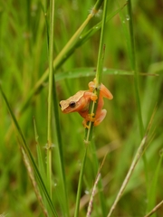 Dendropsophus microcephalus
