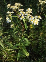 Doellingeria umbellata