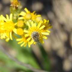 Anthophora