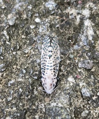 Polyphagozerra coffeae