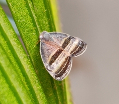Ricaniidae