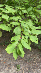 Prunus mexicana