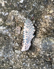 Polyphagozerra coffeae