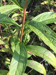 Doellingeria umbellata