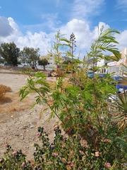 Leucaena leucocephala