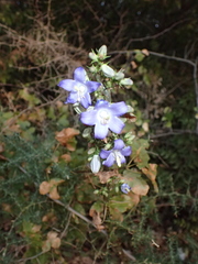 Campanula pyramidalis