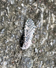 Polyphagozerra coffeae