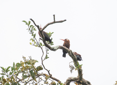 Galbalcyrhynchus leucotis