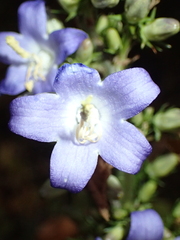 Campanula pyramidalis