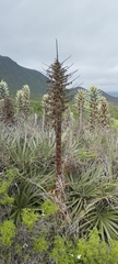 Puya