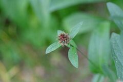 Centaurea nigrescens