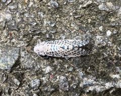 Polyphagozerra coffeae