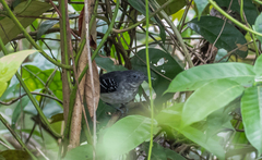 Hypocnemoides maculicauda