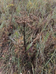 Pleurospermum uralense