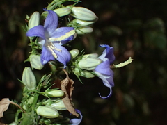 Campanula pyramidalis