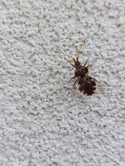 Centrocoris variegatus