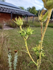 Silphium laciniatum