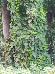 Pueraria montana