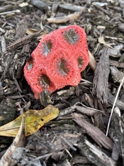Clathrus crispus