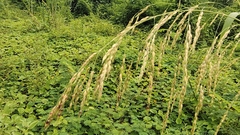 Sorghum arundinaceum