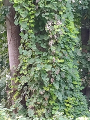 Pueraria montana