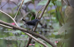 Hypocnemoides maculicauda