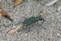 Cicindela duodecimguttata