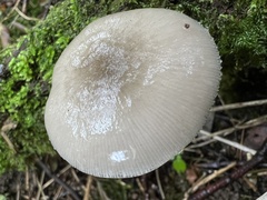 Pluteus salicinus