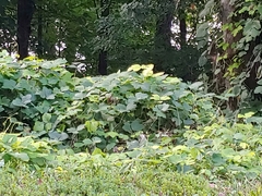 Pueraria montana