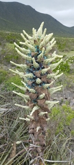 Puya