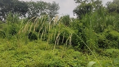 Sorghum arundinaceum