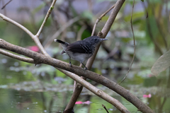 Hypocnemoides maculicauda