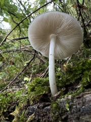 Pluteus salicinus