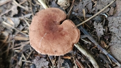 Lentinellus