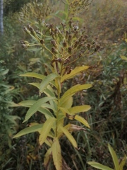 Senecio sarracenicus