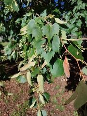 Tilia mongolica