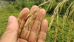 Sorghum arundinaceum