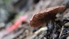 Lentinellus