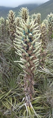 Puya